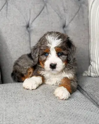 🌟 Bernedoodle à adopter à Atlanta !