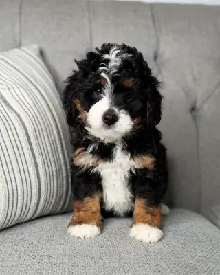 Bernedoodle à adopter à Denver !