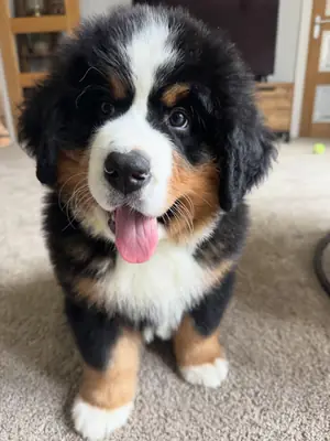 Bernedoodle à adopter à Seattle