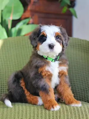 Bernedoodle à adopter à Boston
