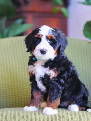 🎸 Bernedoodle à adopter à Nashville !