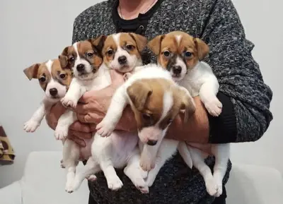 Jack Russell Terrier puppies (male and female) for free