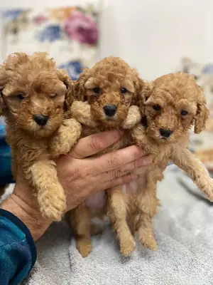 Regalo cachorros Poodle (macho y hembra)
