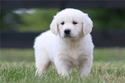 Golden Retriever puppies for free (male and female)