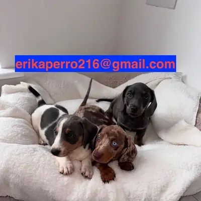 赠送腊肠犬幼犬（公犬和母犬）