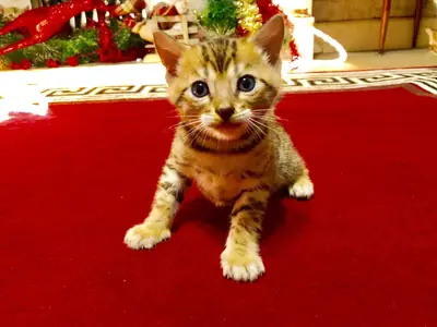 Adorables chatons du Bengale disponibles. Contactez-nous par WhatsApp pour plus d'informations : +27848239748