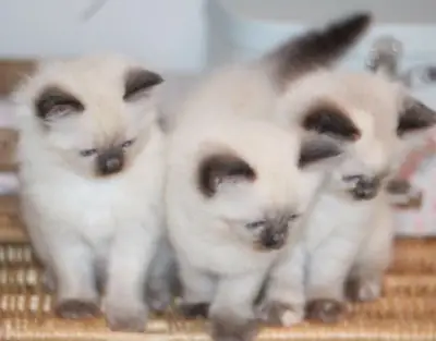 Chatons Ragdoll élevés en famille. Contactez-nous par WhatsApp pour plus d'informations : +27848239748