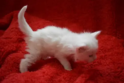 Chatons Maine Coon à vendre. Contactez-nous par WhatsApp pour plus d'informations : +27848239748
