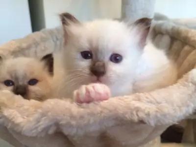 Birman yavru kedi satılıktır. Detaylar için WhatsApp üzerinden bize ulaşın: +27848239748