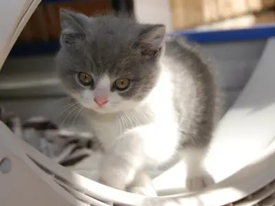 British shorthair Kitten. whatsapp us for details:+27848239748