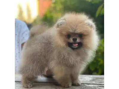Small but confident Pomeranian male