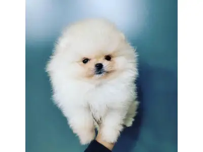 性情温和的博美犬雌犬