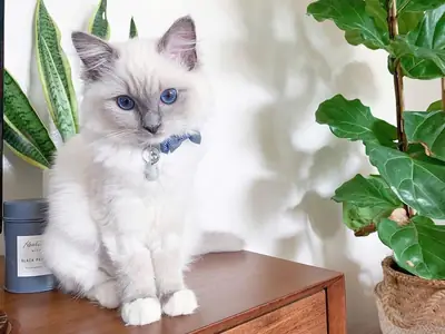 Chatons Ragdoll à adopter
