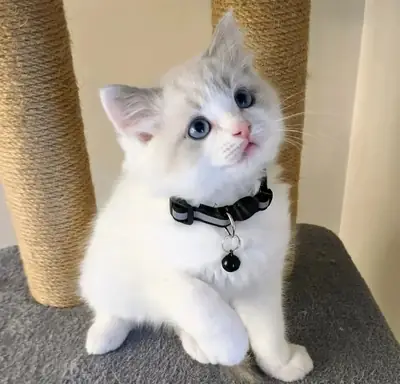 El gatito Ragdoll está listo