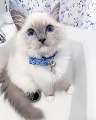 safkan Ragdoll