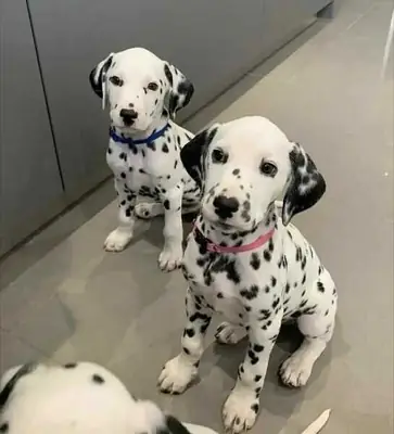 Cachorros de gran danés bonitos y sanos disponibles