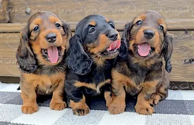 REGALO CACHORROS DE TECKEL MINIATURA m