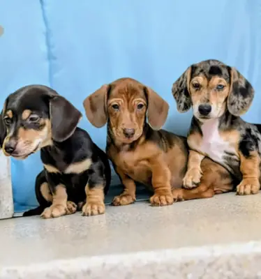 免费迷你腊肠犬幼犬