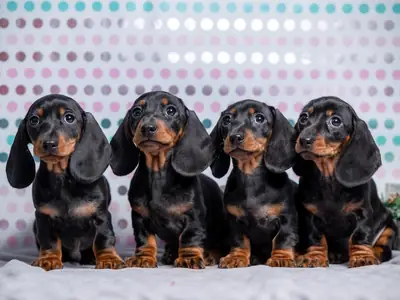 REGALO CACHORROS DE TECKEL MINIATURA x