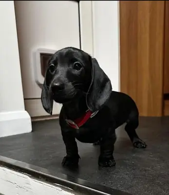 免费迷你腊肠犬幼犬