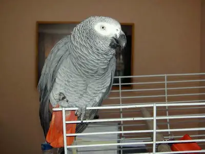 Beautiful female African Grey parrot for adoption