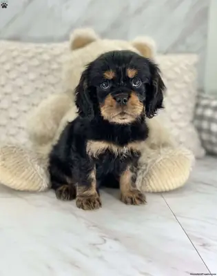Pure King Charles cavalier puppies