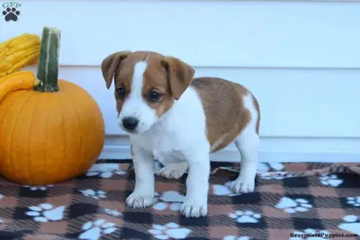 Sevimli Jack Russell yavruları, mükemmel soyağacı ve sağlıklı.