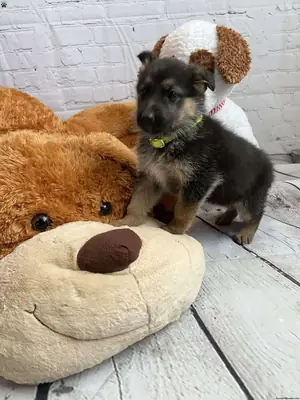 German shepherd pups