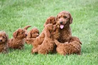 Jeunes caniche toy
