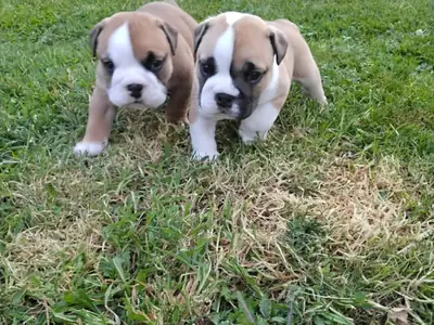Chiots bulldog anglais 