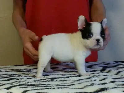 Sahiplenmeye hazır, çok güzel bir Fransız Bulldog yavrusu.