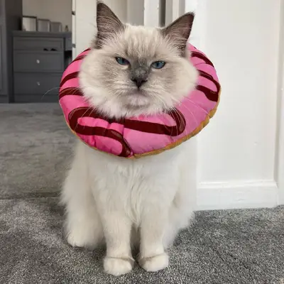 🏆GCCF REG. EXTENSIVELY TESTED RAGDOLL KITTENS 🌟