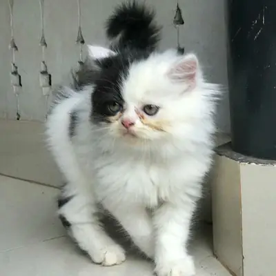 雌性布偶猫幼崽