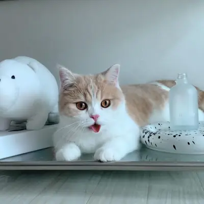 Gorgeous Maine Coon  kittens