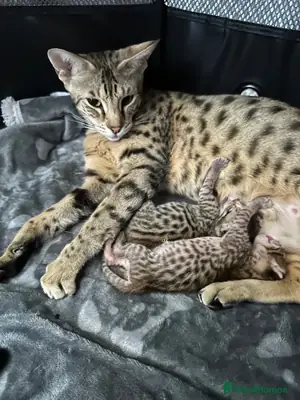 Bengal kitten