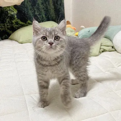 British Shorthair