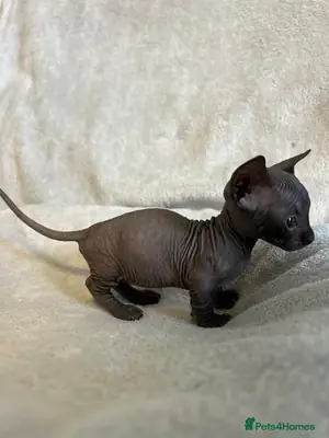 短腿蒙金斯芬克斯小猫