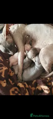 斯芬克斯猫