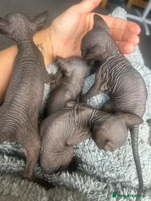纯灰色加拿大无毛猫