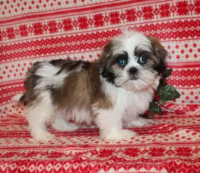 Cachorros Shih Tzu disponibles