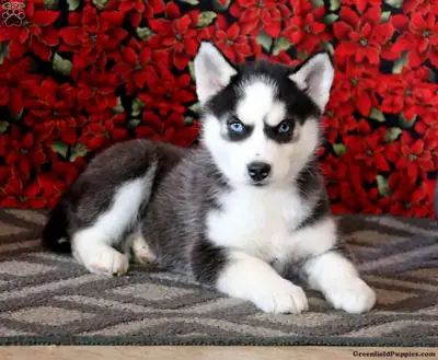 Hermosas hembras Husky Siberianas Rojas de pura raza