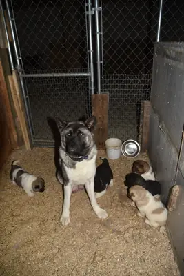 漂亮健壮的美国秋田犬幼犬