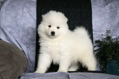 cachorros samoyedos