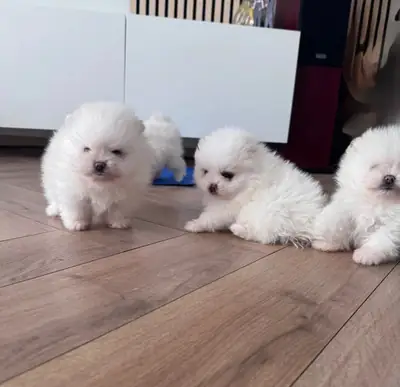Pomeranian puppies
