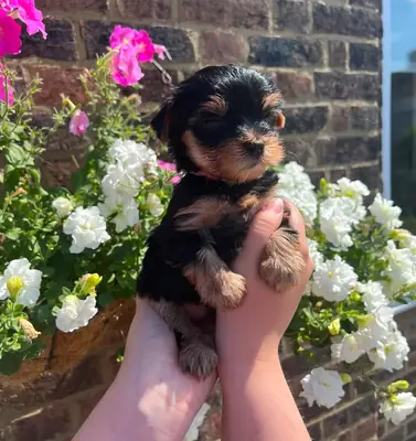 ❤️ Beautiful Yorkshire Terrier Puppies ❤️