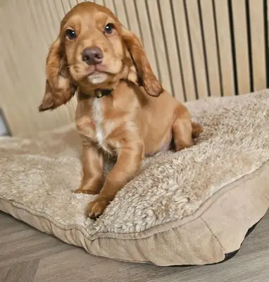 可卡犬工作犬出售