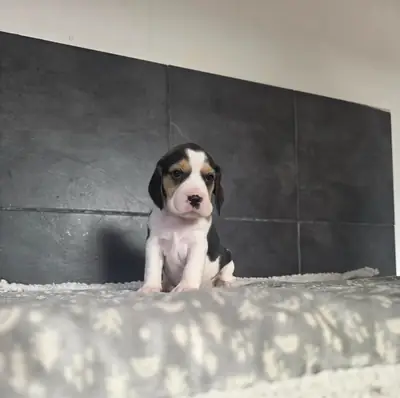beautiful Beagle puppies
