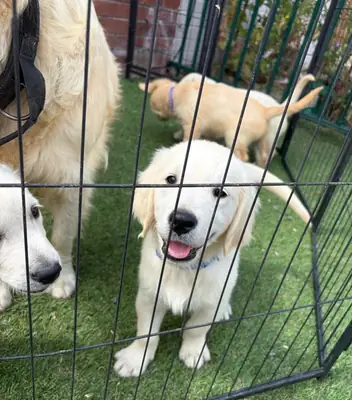 altın retriever yavruları