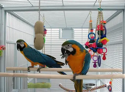 Blue and Gold Macaw
