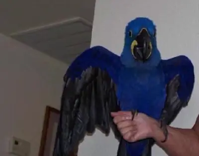 Hyacinth Macaw Parrots